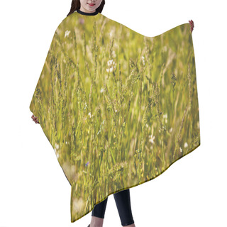 Personality  Field Grass Background, Shallow Depth Of Field Hair Cutting Cape