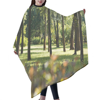 Personality  Selective Focus Of Trees With Green Leaves In Peaceful Park Hair Cutting Cape
