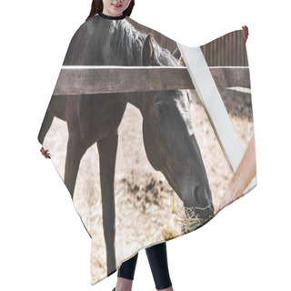 Personality  Cropped Image Of Farmer Feeding Black Horse With Hay In Stable Hair Cutting Cape