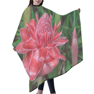 Personality  Wild Etlingera Elatior Flower Blooming In The Jungle. Hair Cutting Cape