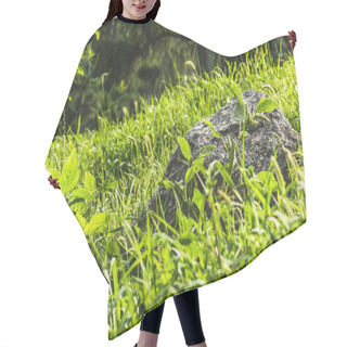 Personality  Close-up Shot Of Boulder Lying In Green Grass Under Sunlight Hair Cutting Cape