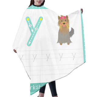 Personality  Letter Y Lowercase Cute Children Colorful Zoo And Animals ABC Alphabet Tracing Practice Worksheet Of Yorkshire Terrier Dog For Kids Learning English Vocabulary And Handwriting Vector Illustration. Hair Cutting Cape
