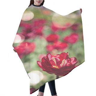 Personality  Close Up View Of Red Tulips And Sunlight Background Hair Cutting Cape