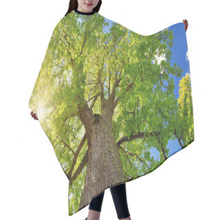 Personality  Old Linden Tree Foliage In Morning Light With Sunlight Hair Cutting Cape