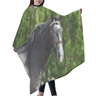 Personality  Dapple-grey Andalusian Horse Portrait Near The Ranch At The Rest  Hair Cutting Cape