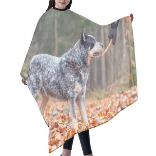 Personality  Happy Cattle Dog Fetching A Stick In Colorful Autumn Forest. Dog Portrait With Shallow Leaves Background Hair Cutting Cape