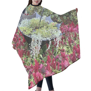 Personality  Green Leaves, Burgundy Flowers Celosia Pinnate Growing In Flower Bed Plants Hanging From Decorative Umbrella Hair Cutting Cape