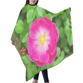 Personality  Rose 42 Hair Cutting Cape