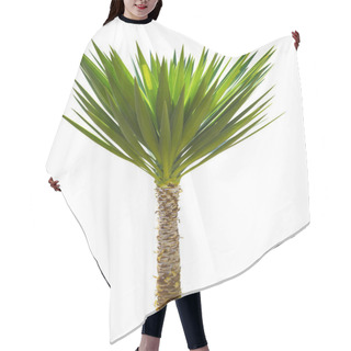Personality  Yucca Palm Tree Isolated On White Background Hair Cutting Cape