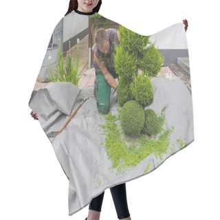 Personality  Small Life Trees Or Thuja Cut In Shape On A Meadow. Hair Cutting Cape