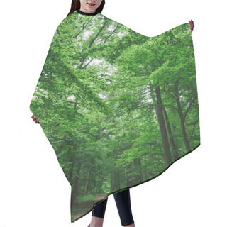 Personality  Path In Beautiful Forest, Trees With Green Leaves In Wurzburg, Germany Hair Cutting Cape