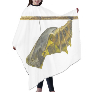 Personality  Isolated Mature Cocoon Of Common Birdwing Butterfly In White Bac Hair Cutting Cape