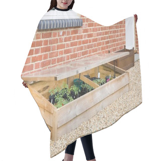Personality  Cold Frame With Vegetable (tomato) Plants Against A Wall In A UK Garden In Spring Hair Cutting Cape