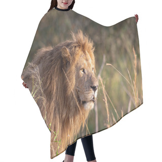 Personality  Picture Of Lion. Picture Of Wildlife. Tanzania Hair Cutting Cape