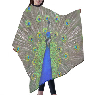 Personality  Peacock With The Spread Tail Hair Cutting Cape