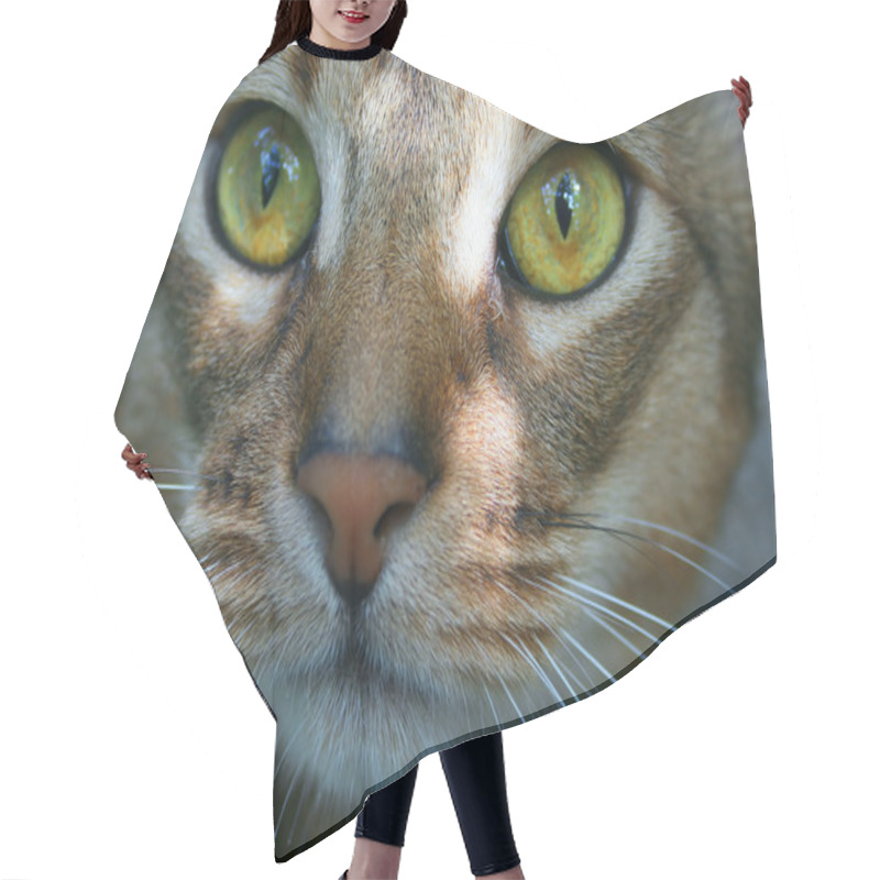 Personality  Abyssinian Cat Hair Cutting Cape