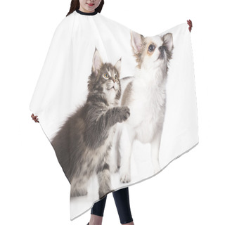 Personality  Group Of Dog And   Kitten Hair Cutting Cape