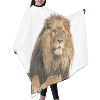 Personality  Front View Of A Lion Lying, Panthera Leo, 10 Years Old, Isolated Hair Cutting Cape