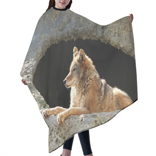 Personality  Solar Wolf Hair Cutting Cape