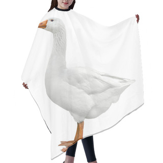 Personality  Domestic Goose Isolated On White Hair Cutting Cape