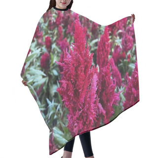 Personality  Green Leaves, Burgundy Flowers Celosia Pinnate Growing In Flower Bed Hair Cutting Cape
