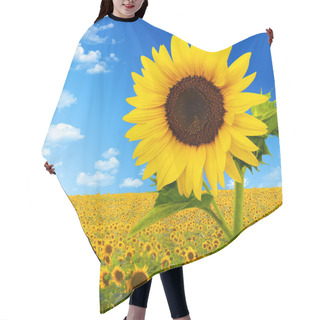 Personality  Beautiful Landscape With Sunflower Field Over Cloudy Blue Sky An Hair Cutting Cape