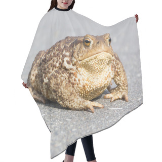 Personality  Big Brown Frog (toad) Hair Cutting Cape