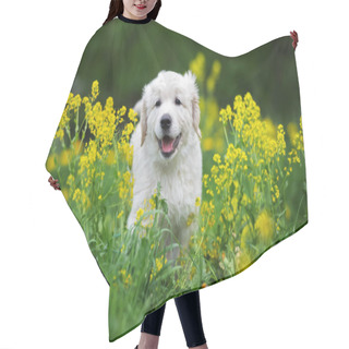 Personality  Adorable Golden Retriever Puppy In Yellow Flowers In Summer Hair Cutting Cape