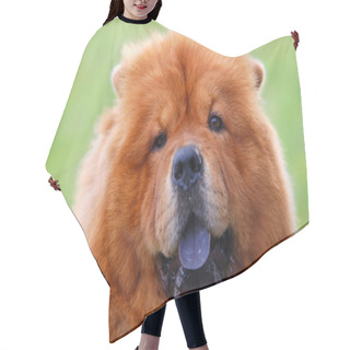 Personality  Portrait Of Chow Chow Dog Hair Cutting Cape