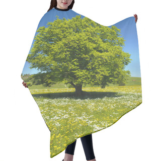 Personality  Single Big Beech Tree In Field With Perfect Treetop Hair Cutting Cape