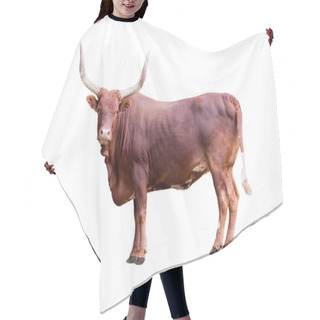 Personality  Brown Bull Isolated On Whit Hair Cutting Cape