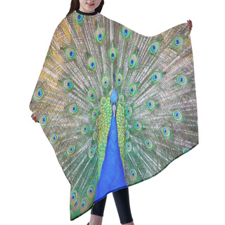 Personality  Peacock Displaying Its Feathers Hair Cutting Cape