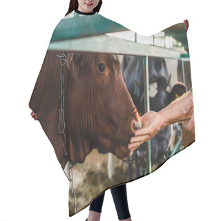 Personality  Selective Focus Of Rancher Touching Brown Cow In Cowshed, Cropped Veiw Hair Cutting Cape