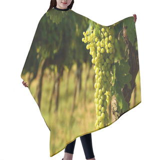 Personality  White Grapes On Vineyard In Chianti Region, Italy. Hair Cutting Cape