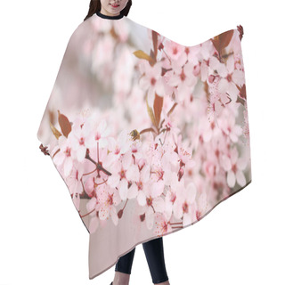 Personality  Cherry Blossoms Over Blurred Nature Background, Close Up Hair Cutting Cape