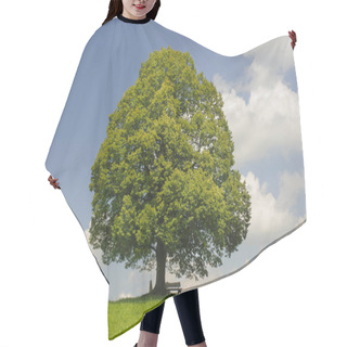 Personality  Single Big Linden Tree In Field With Perfect Treetop Hair Cutting Cape