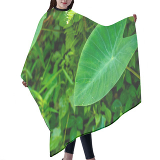 Personality  A Sheet Of Green Taro Leaves, The Background Of The Green Leaves Hair Cutting Cape