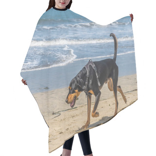 Personality  One Black And Tan Coonhound Dog On A Sandy Beach Hair Cutting Cape