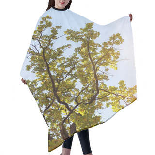Personality  Low Angle View Of Autumnal Tree On Blue Sky Background With Sun Hair Cutting Cape