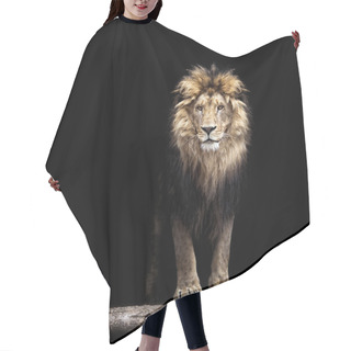 Personality  Portrait Of A Beautiful Lion, Lion In The Dark Hair Cutting Cape