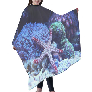 Personality  Red Fromia Starfish Hair Cutting Cape