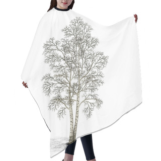 Personality  Detached Tree Birch Without Leaves With Shadow Hair Cutting Cape
