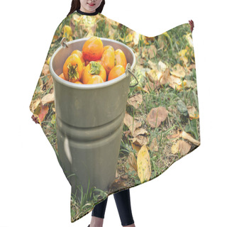 Personality  Ripe Persimmons In A Bucket. Autumn Harvest On The Farm In The Garden. Copy Space. Hair Cutting Cape