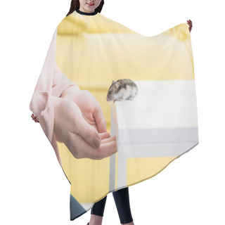 Personality  Cropped View Of Woman Near White Table With Cute Fluffy Hamster Hair Cutting Cape