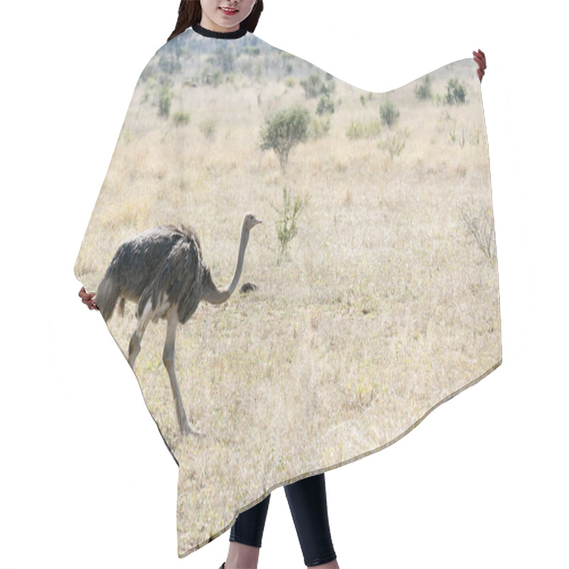 Personality  A Photo Of Common Ostrich In Southafrica Hair Cutting Cape