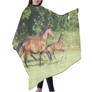 Personality  Foal Trotting Mares Hair Cutting Cape