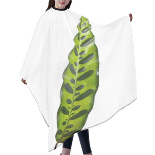 Personality  Leaf Of Tropical 'Calathea Lancifolia' Plant, Also Called 'Rattlesnake Plant' With Exotic Dot Pattern Isolated On White Background Hair Cutting Cape