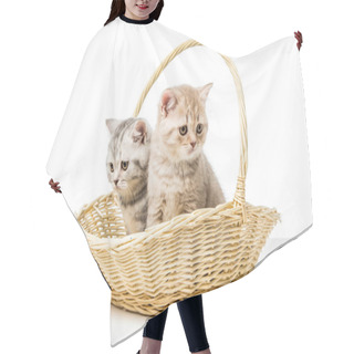Personality  Adorable Fluffy Kittens Sitting In Wicker Basket On Table Top Hair Cutting Cape
