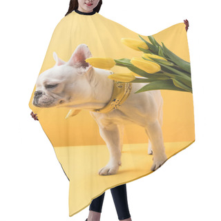 Personality  Cute French Bulldog And Beautiful Yellow Tulip Flowers On Yellow Hair Cutting Cape
