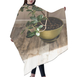 Personality  Sunlight Near Green Plant With Fresh Leaves In Flowerpot  Hair Cutting Cape